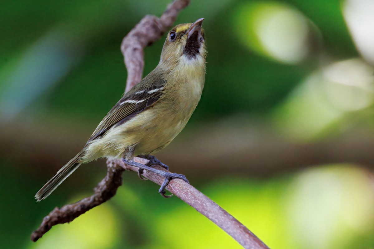 Mangrove Vireo - ML632611332