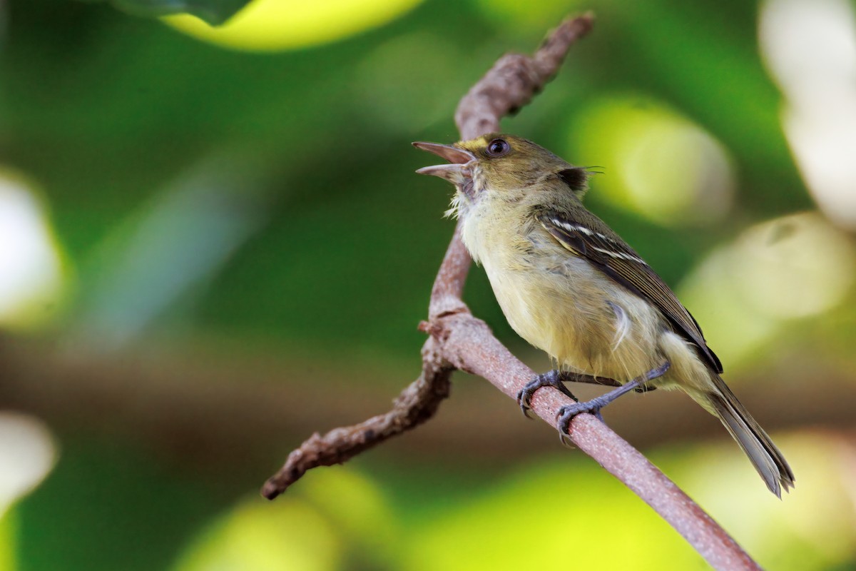 Mangrove Vireo - ML632611333
