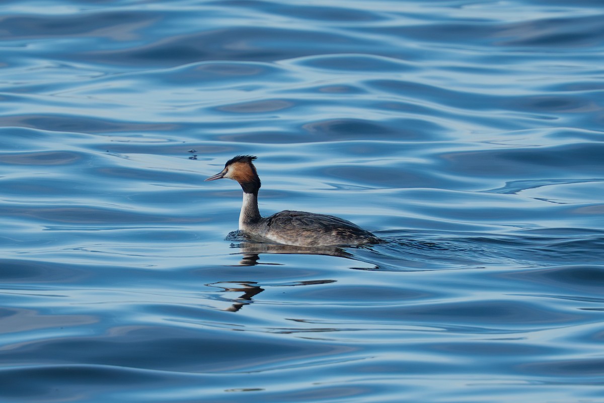 Great Crested Grebe - ML632611448