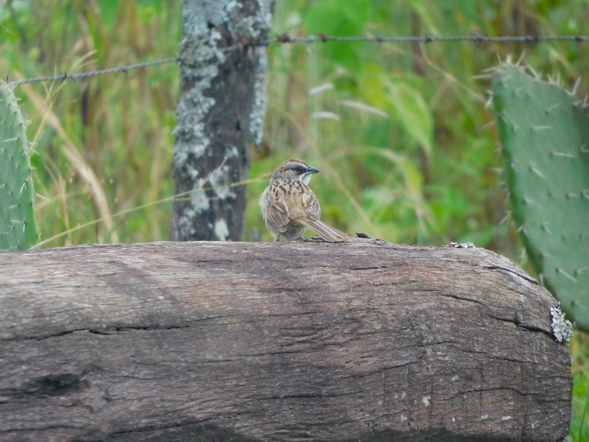 Yungas Sparrow - ML632611453