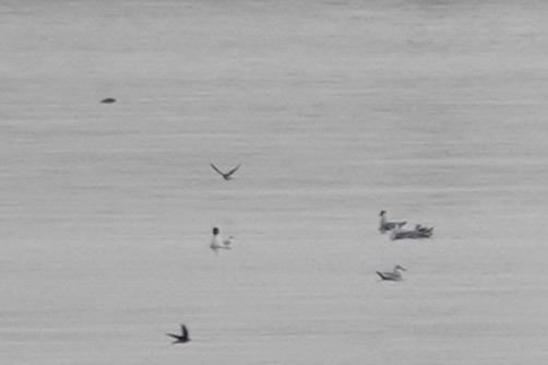 Black-headed Gull - Russell Hillsley