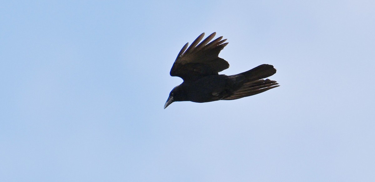 amerikakråke - ML632611567