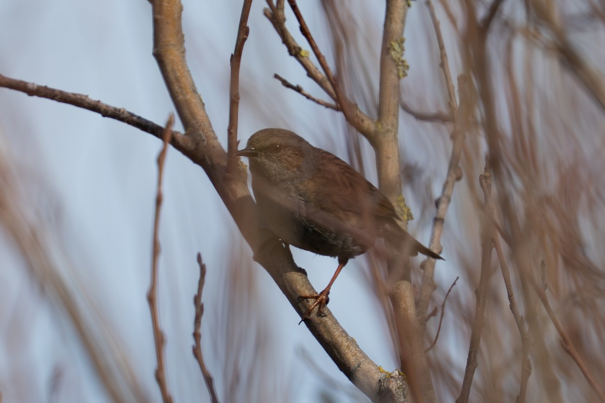 Dunnock - ML632611580