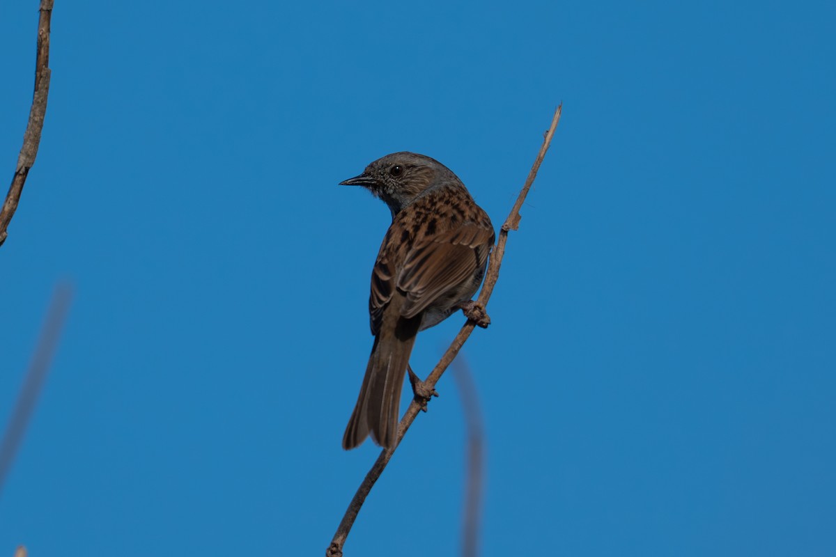 Dunnock - ML632611581