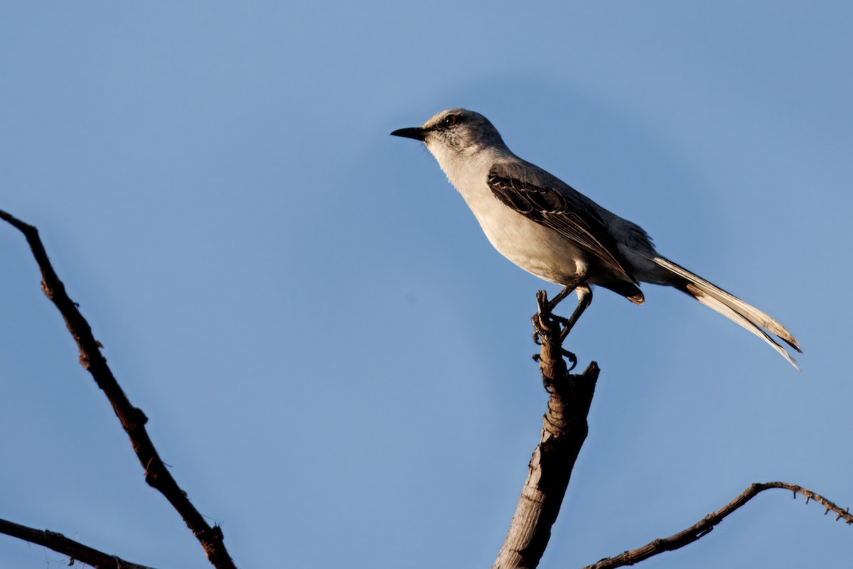 Tropical Mockingbird - ML632611583