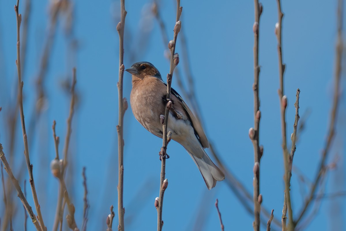 Common Chaffinch - ML632611587