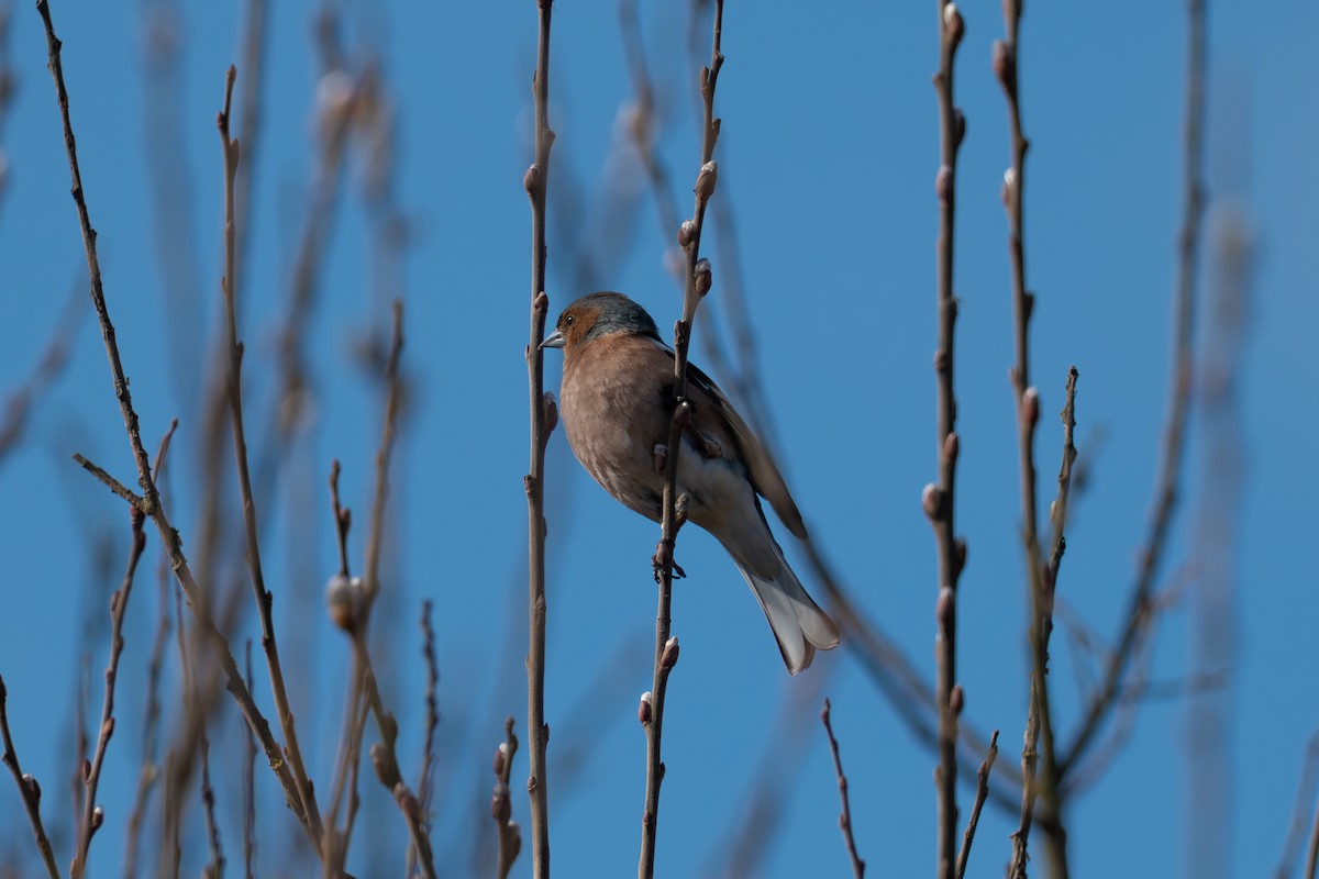 Common Chaffinch - ML632611589