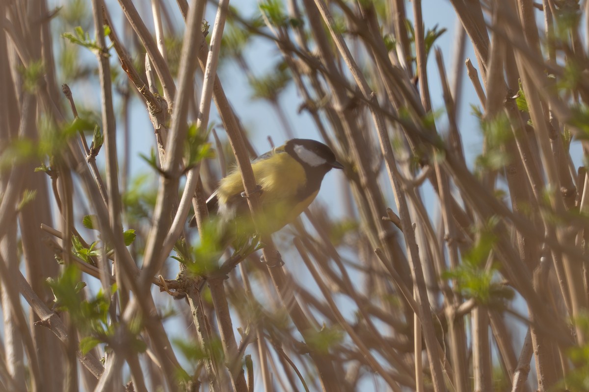 Great Tit - ML632611592