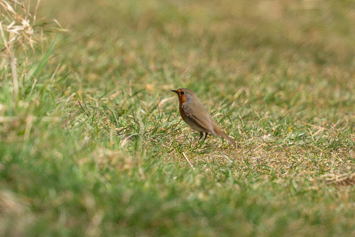 European Robin - ML632611605
