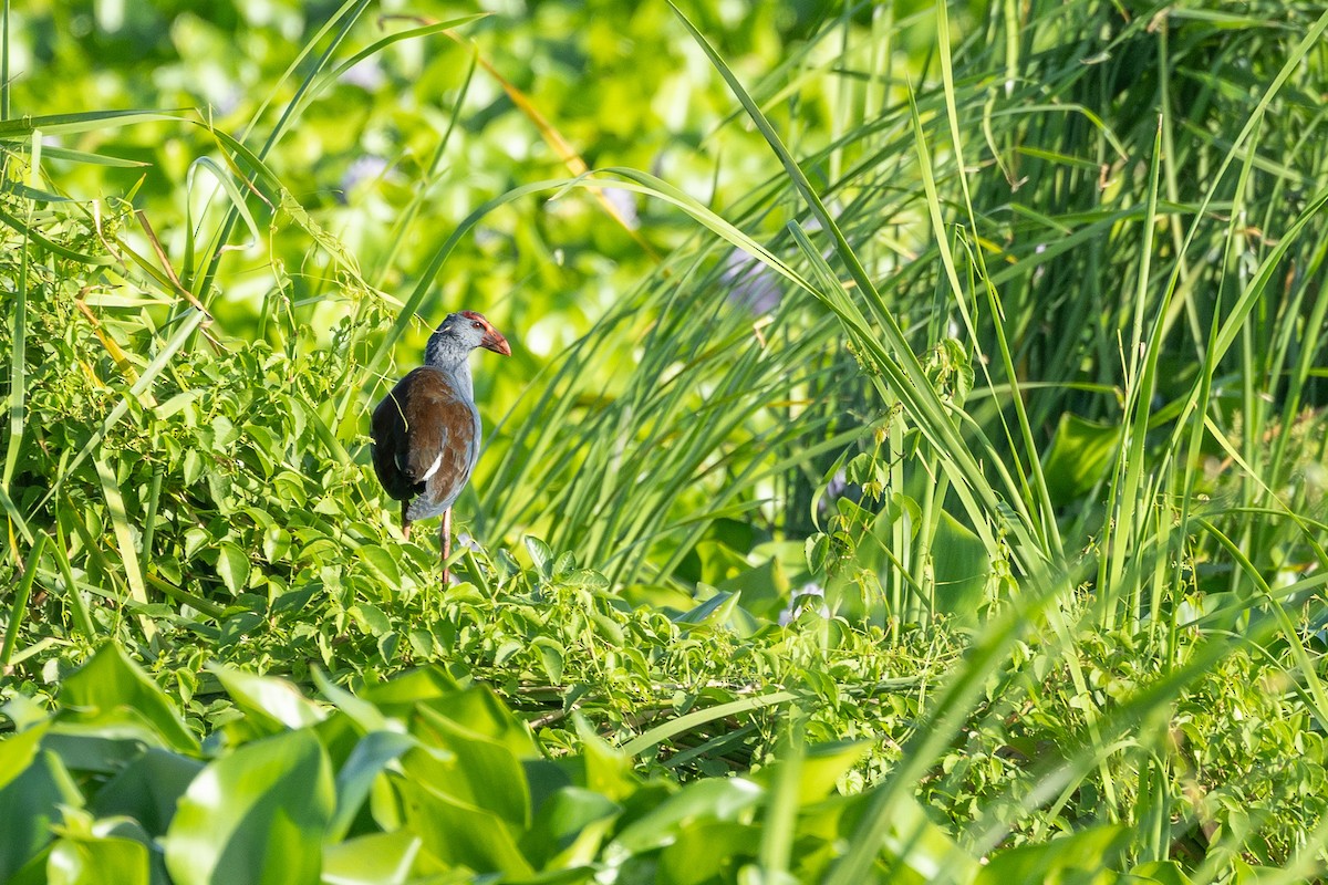 Philippine Swamphen - ML632611640