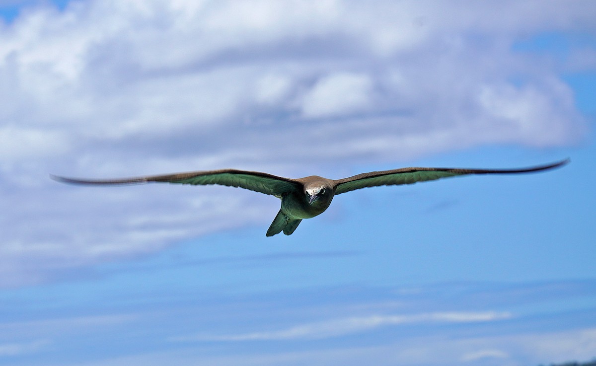 Brown Noddy - ML632611709