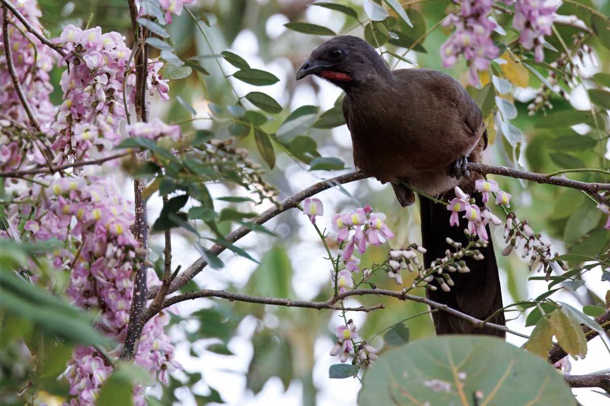 Plain Chachalaca - ML632611726