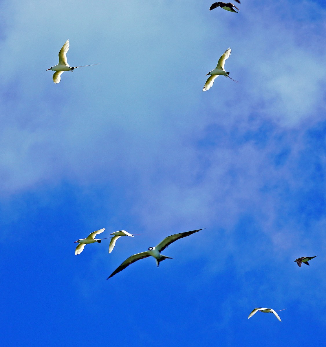 Red-tailed Tropicbird - ML632611762