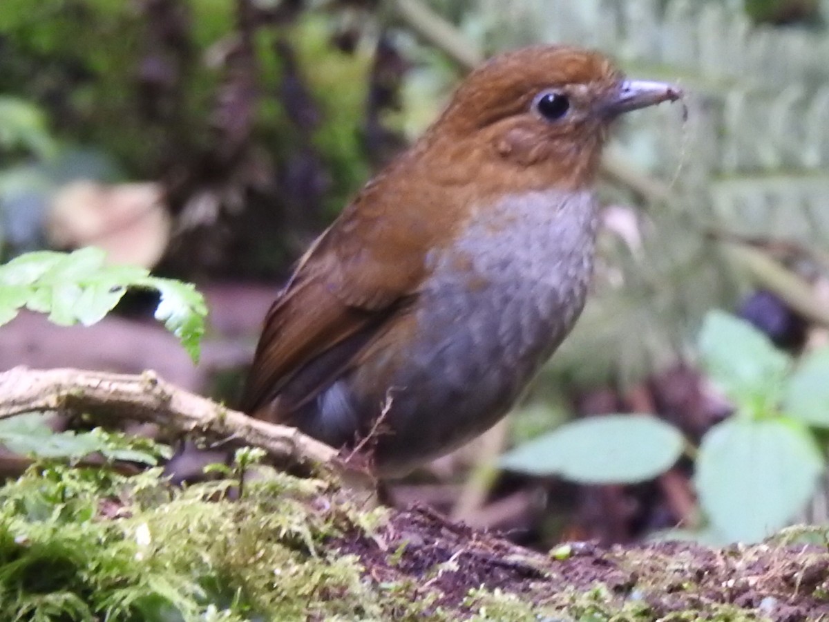 Urrao Antpitta - ML632611773