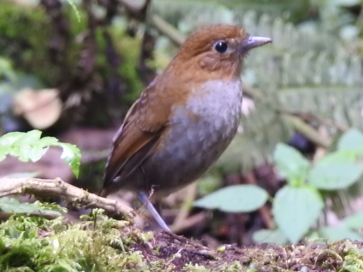 Urrao Antpitta - ML632611777