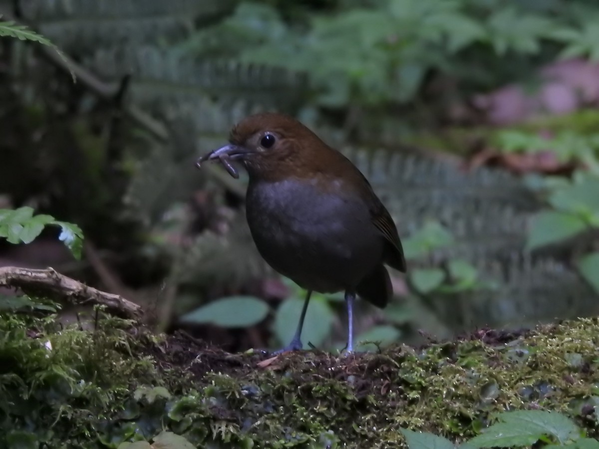 Urrao Antpitta - ML632611779
