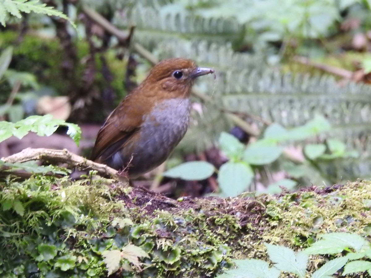 Urrao Antpitta - ML632611780