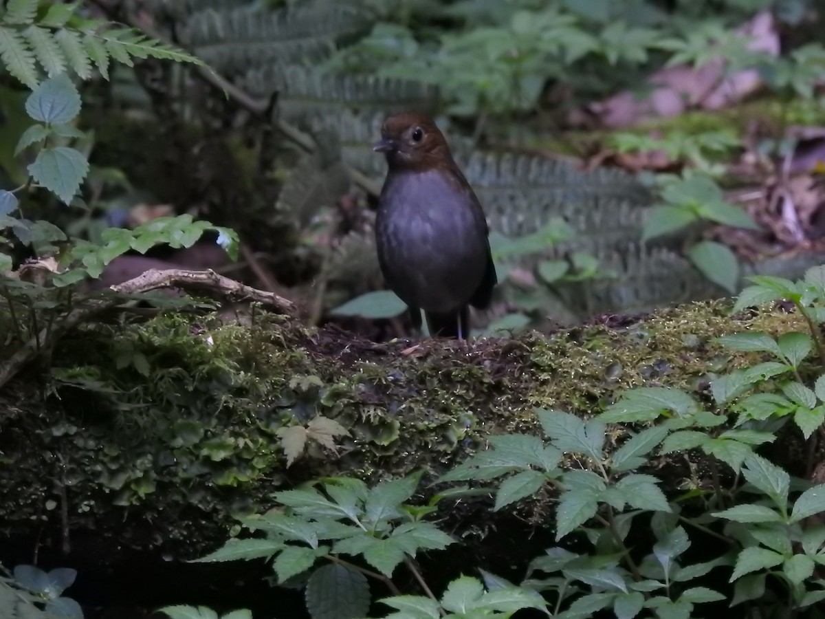 Urrao Antpitta - ML632611783