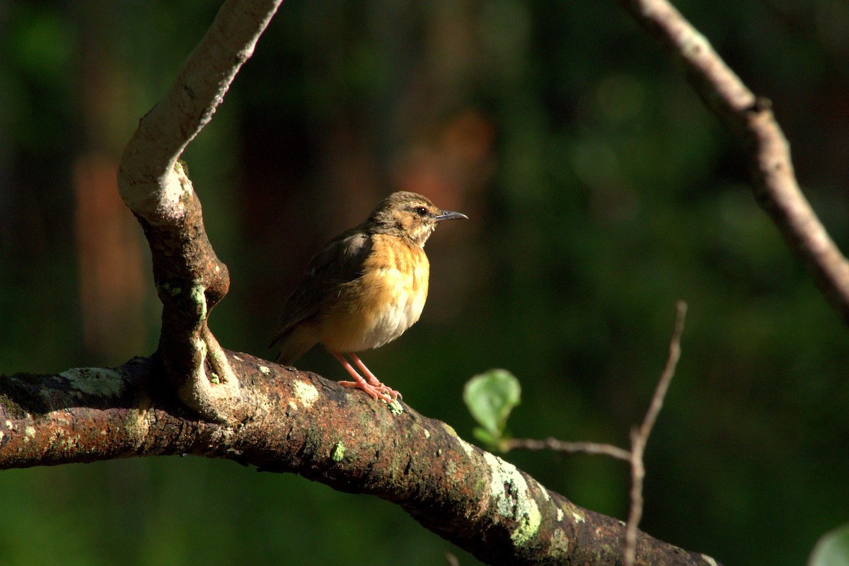 Miombo Scrub-Robin - ML632611983