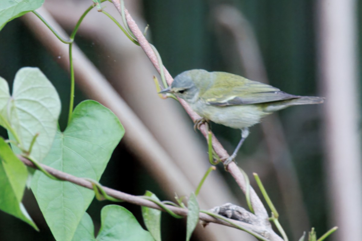 Tennessee Warbler - ML632611992