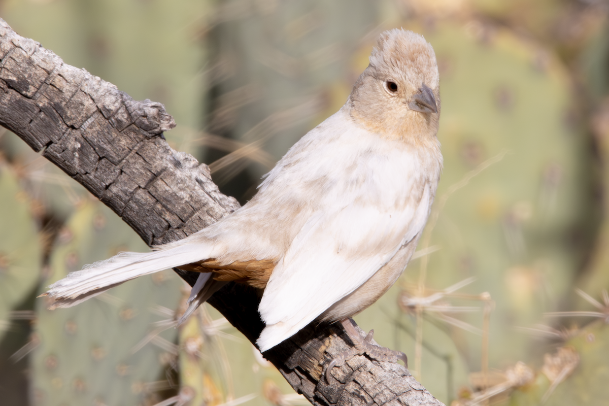 Canyon Towhee - ML632612042