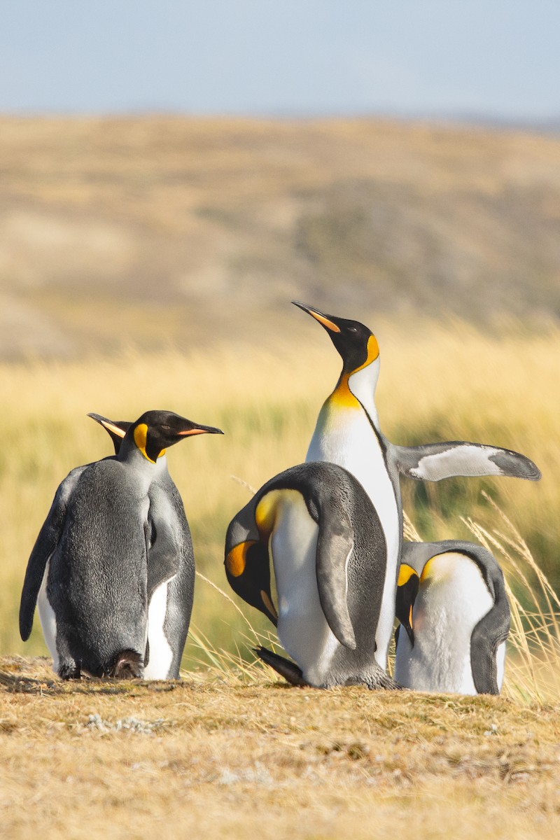 King Penguin - ML632612158