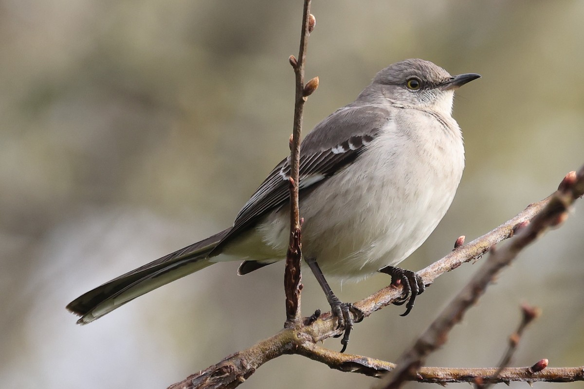 Northern Mockingbird - ML632612161