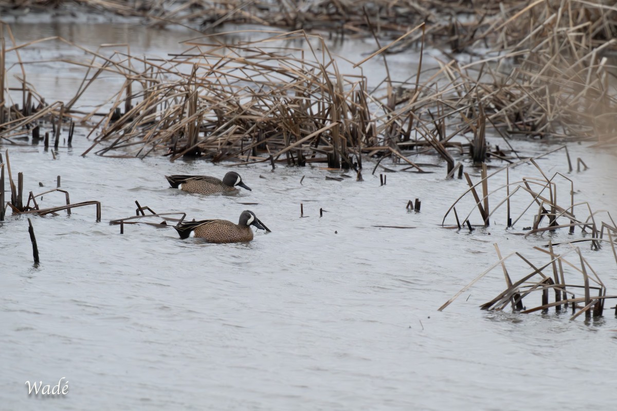 Blue-winged Teal - ML632612383