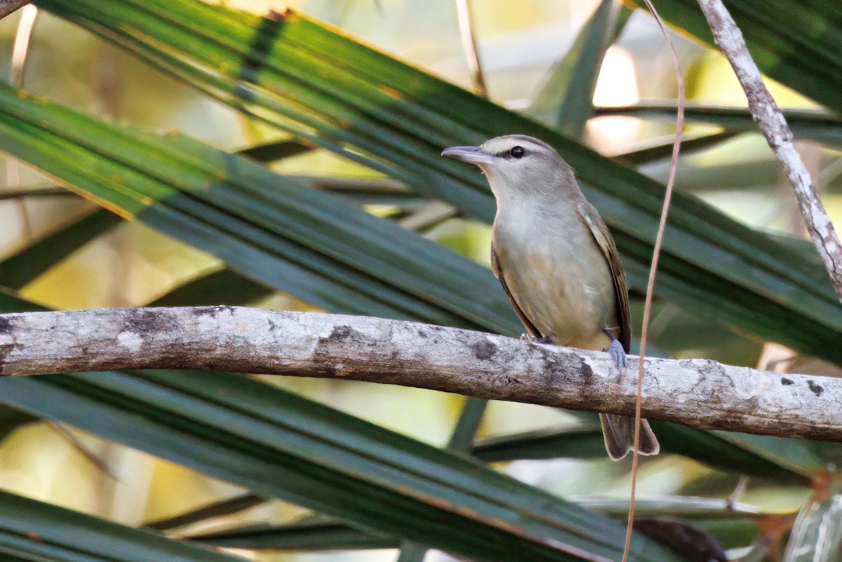 Yucatan Vireo - ML632612388