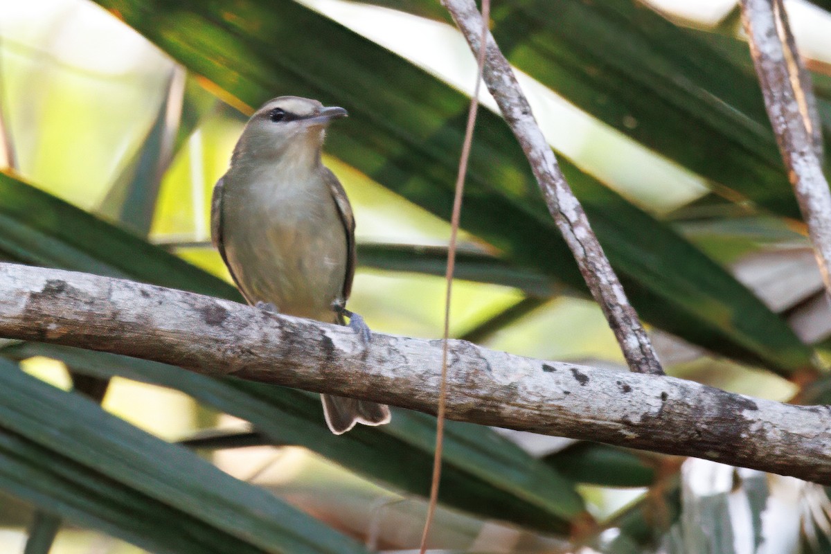 Yucatan Vireo - ML632612389