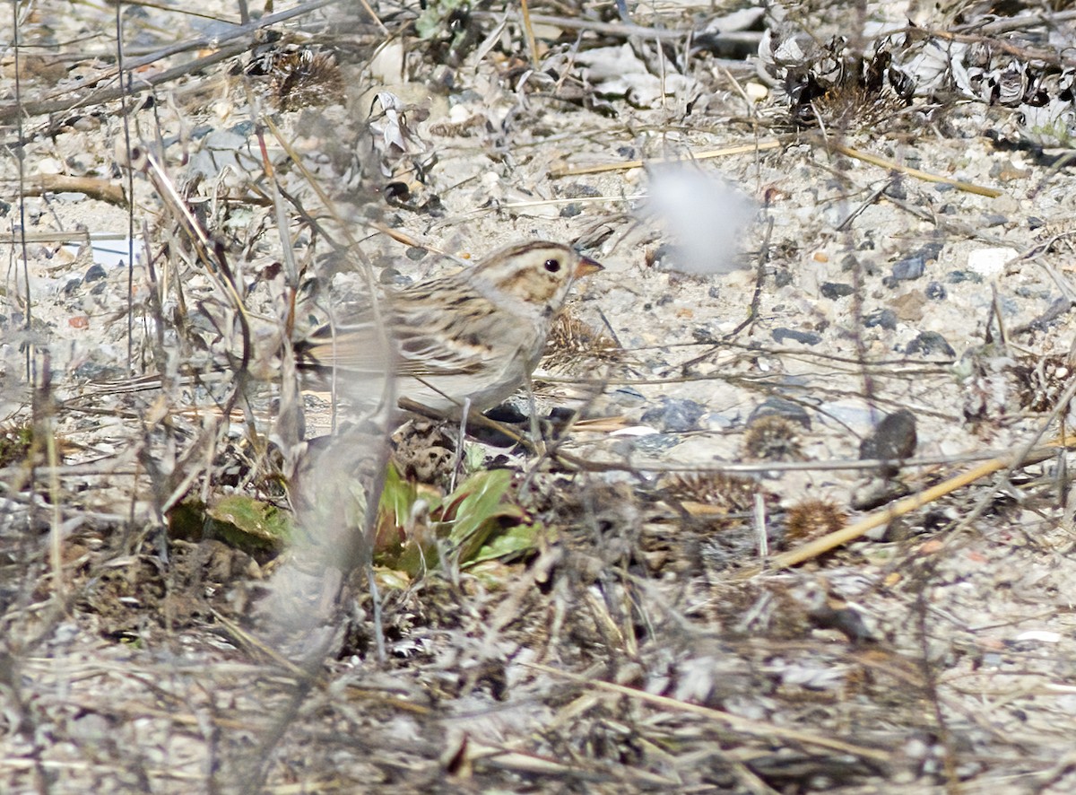 Clay-colored Sparrow - ML632612414