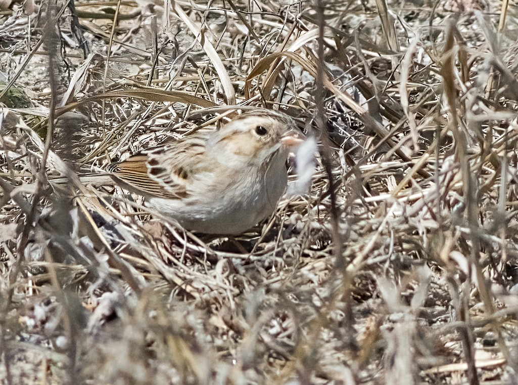 Clay-colored Sparrow - ML632612423