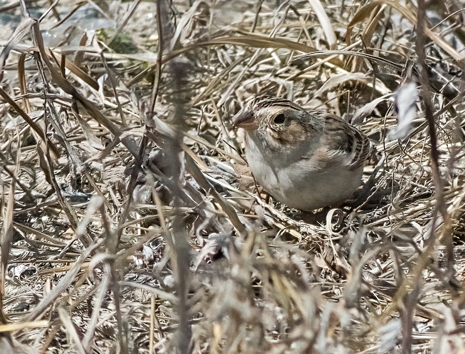 Clay-colored Sparrow - ML632612429