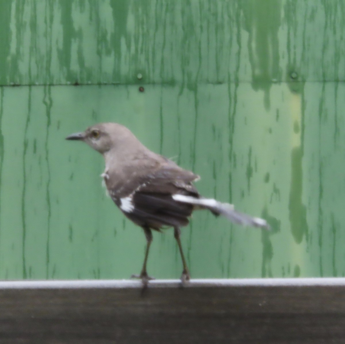 Northern Mockingbird - ML632612535