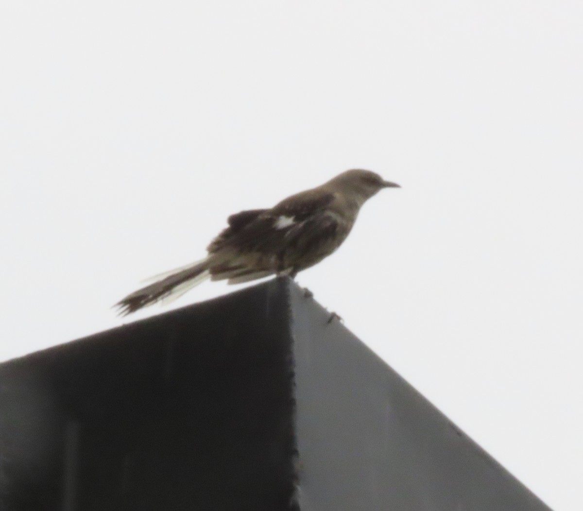 Northern Mockingbird - ML632612536