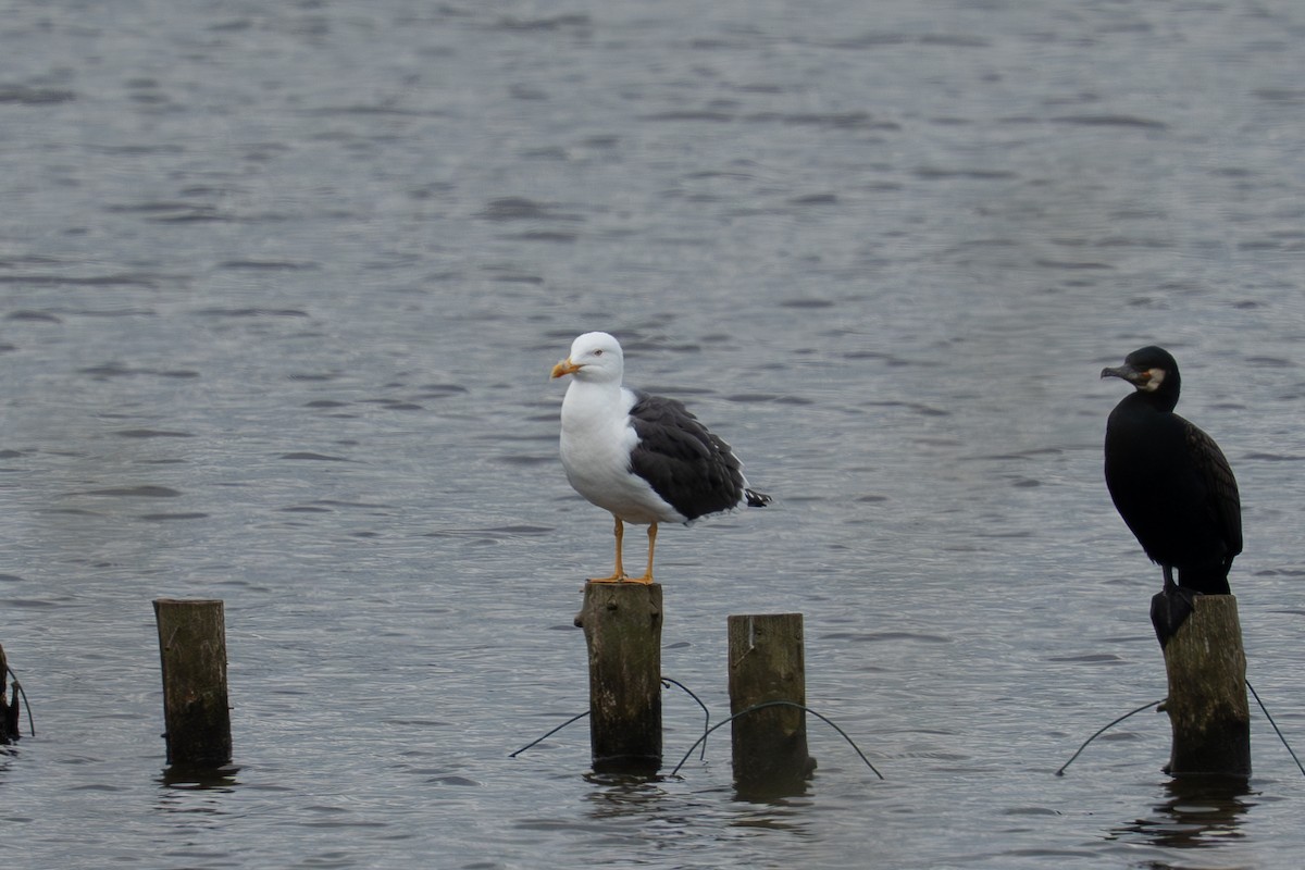 Lesser Black-backed Gull - ML632612537