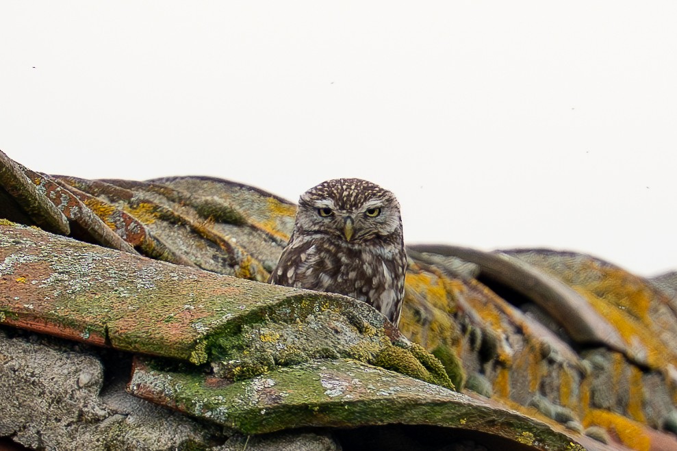 Little Owl - ML632612543