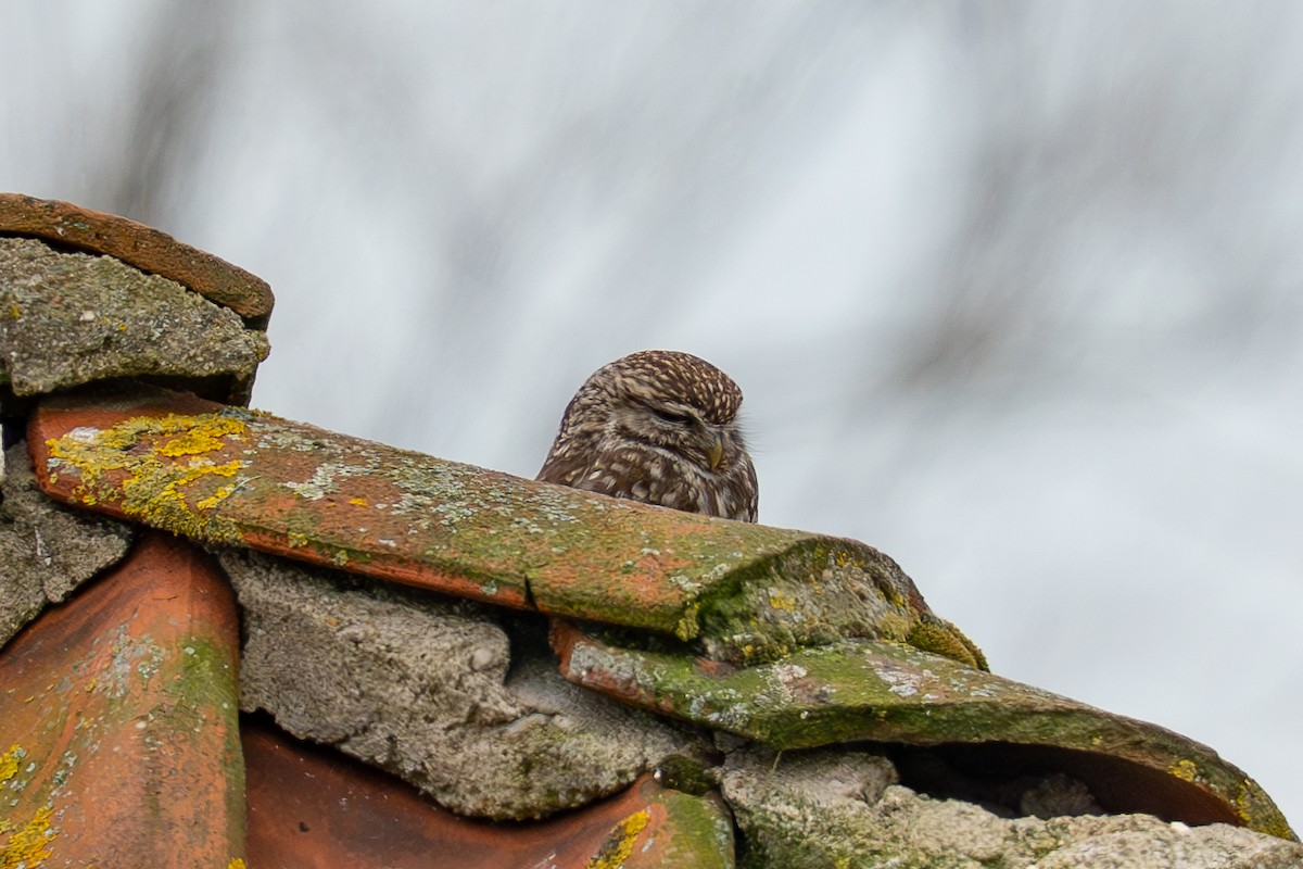 Little Owl - ML632612544