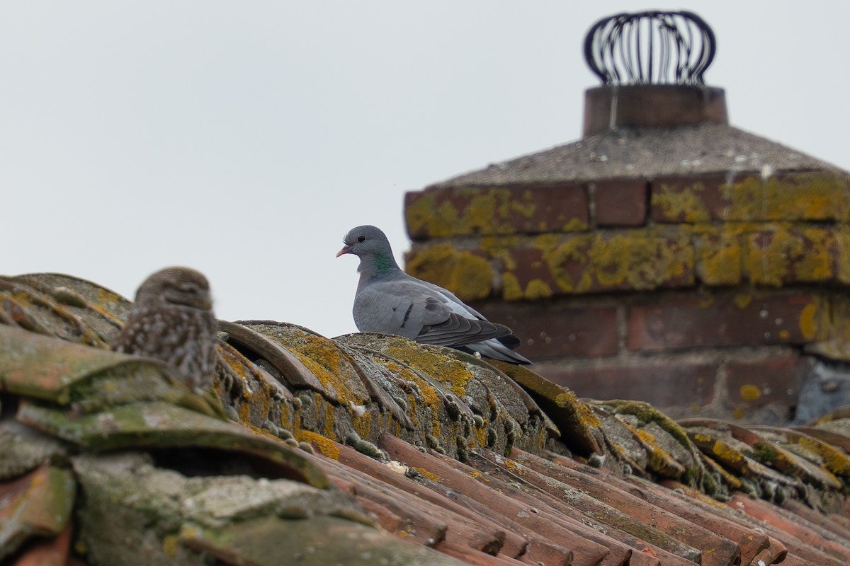 Stock Dove - ML632612549