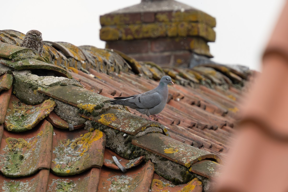 Stock Dove - ML632612550