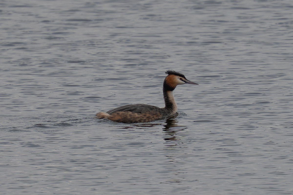 Great Crested Grebe - ML632612554