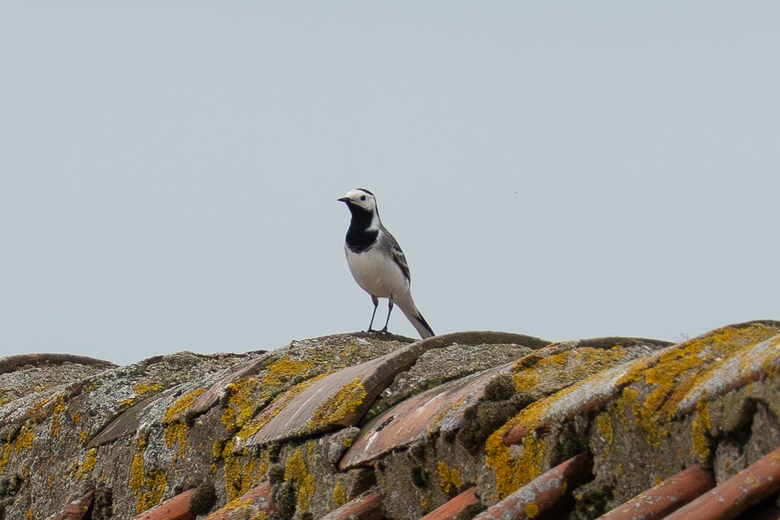 White Wagtail - ML632612555