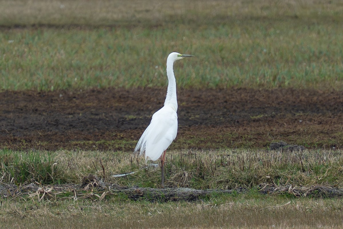 Great Egret - ML632612557