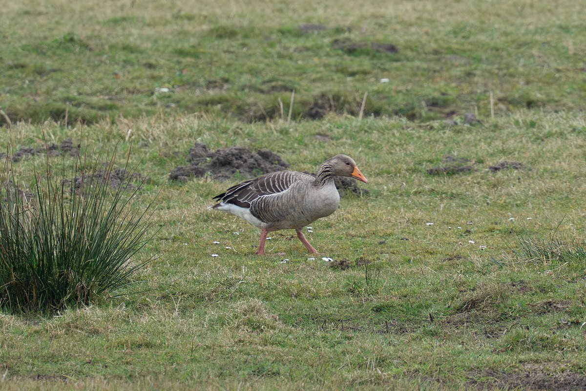 Graylag Goose - ML632612560