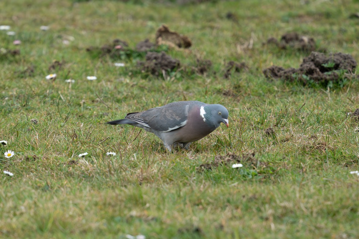 Common Wood-Pigeon - ML632612566
