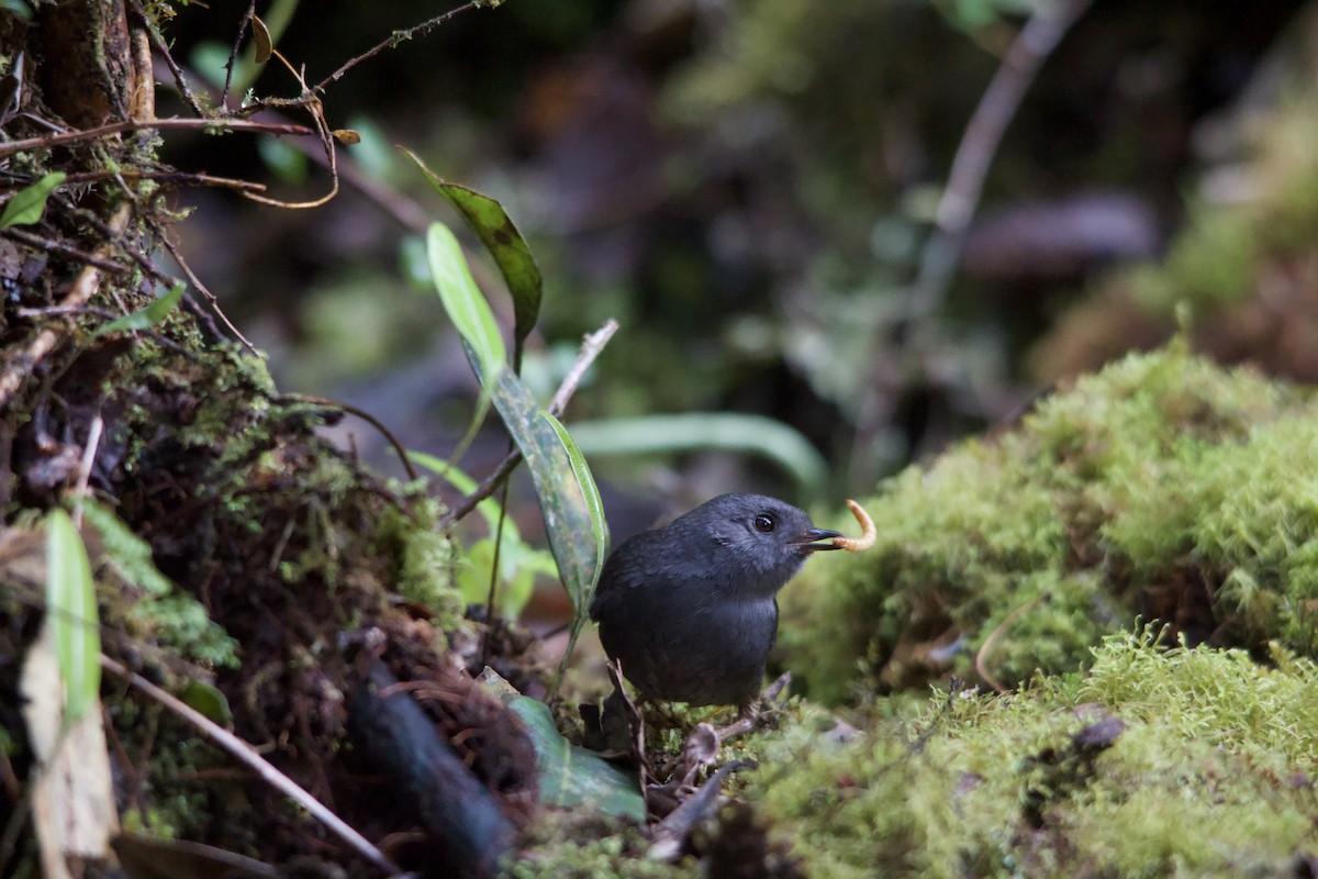 Pale-bellied Tapaculo - ML632612844