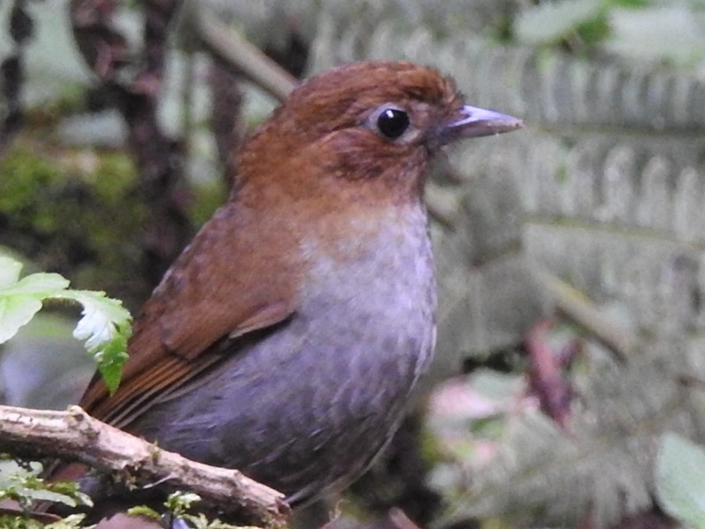 Urrao Antpitta - ML632612927