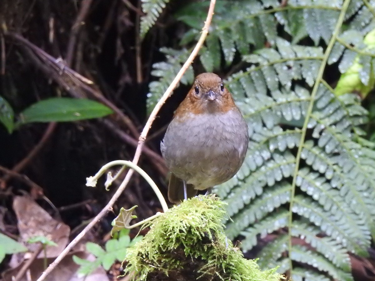 Urrao Antpitta - ML632612928