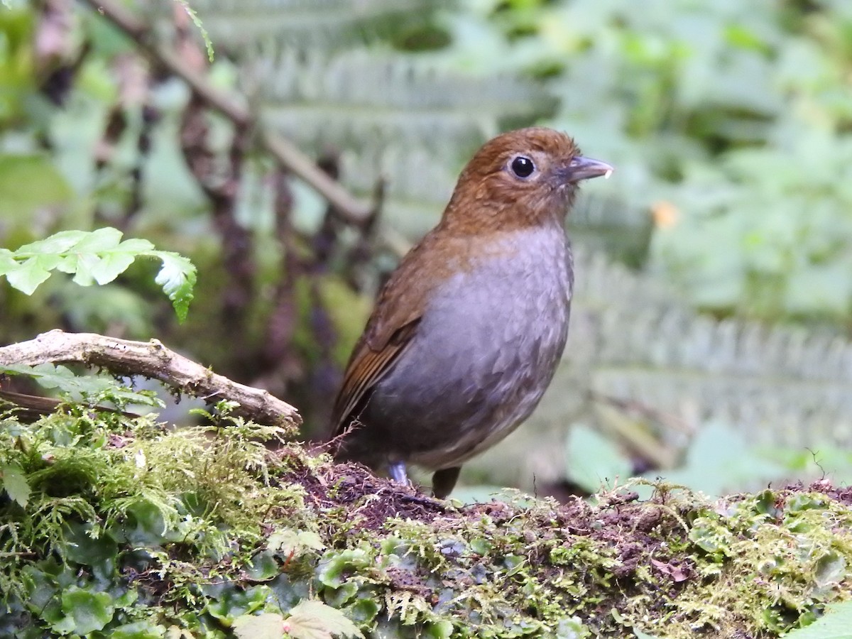 Urrao Antpitta - ML632612929
