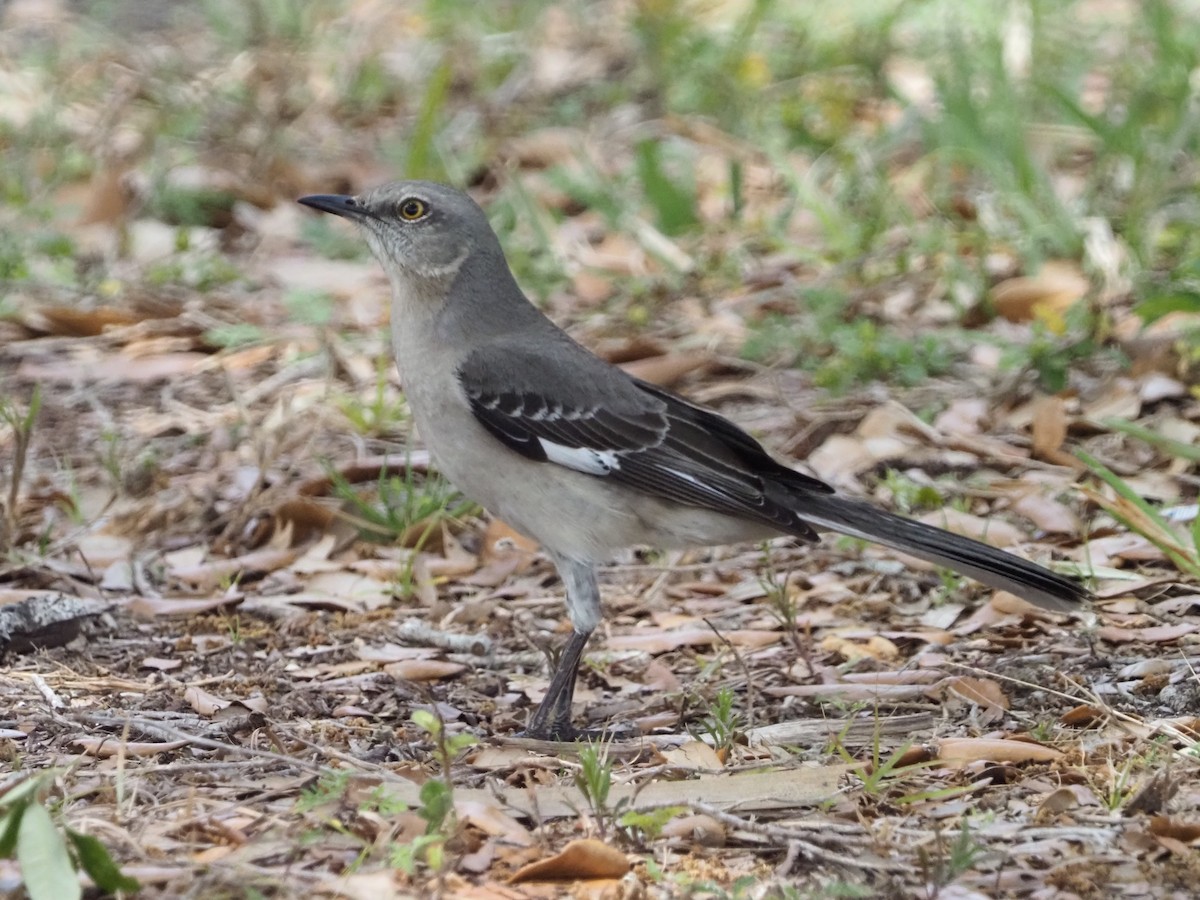 Northern Mockingbird - ML632612992